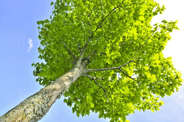 Зеленое дерево — стоковое фото