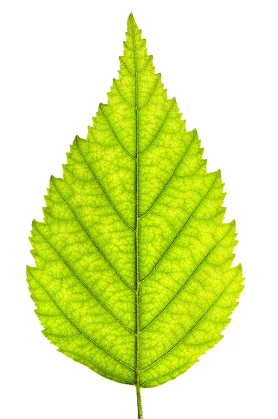 Foglia Verde Vicino Isolato Sfondo Bianco — Foto Stock