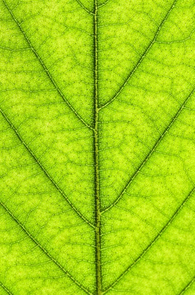 自然な背景として緑の葉のテクスチャをクローズ アップ — ストック写真
