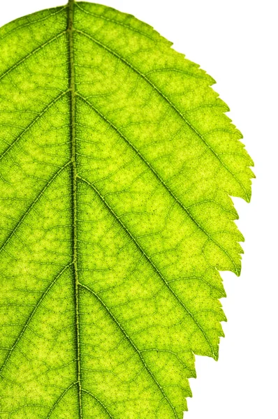 고립 된 나무 잎 — 스톡 사진