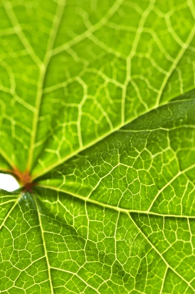Green Leaf Texture Close Natural Background — Stock Photo, Image