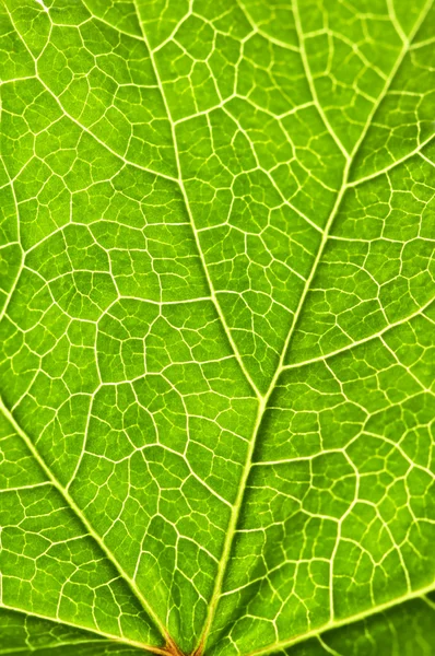 Green Leaf Texture Close Natural Background — Stock Photo, Image