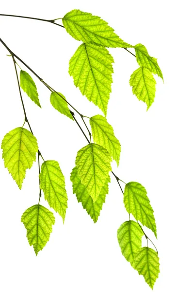 Ramo con foglie verdi — Foto Stock