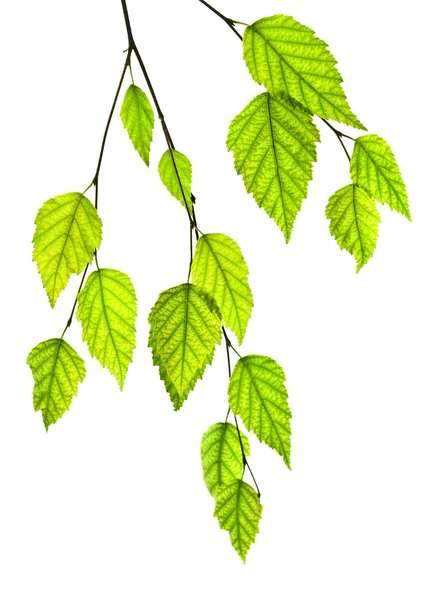 Strom Větev Zelenými Listy Izolované Bílém Pozadí — Stock fotografie