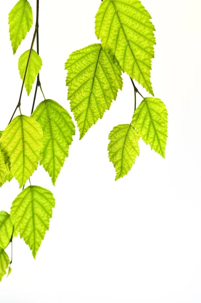 Rama con hojas verdes —  Fotos de Stock