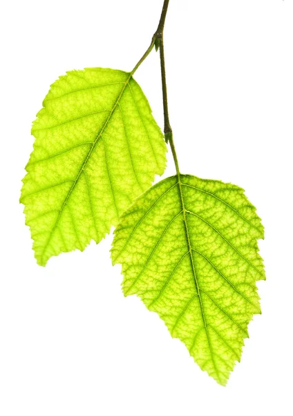 Beyaz Arkaplanda Yeşil Yapraklı Ağaç Dalı — Stok fotoğraf