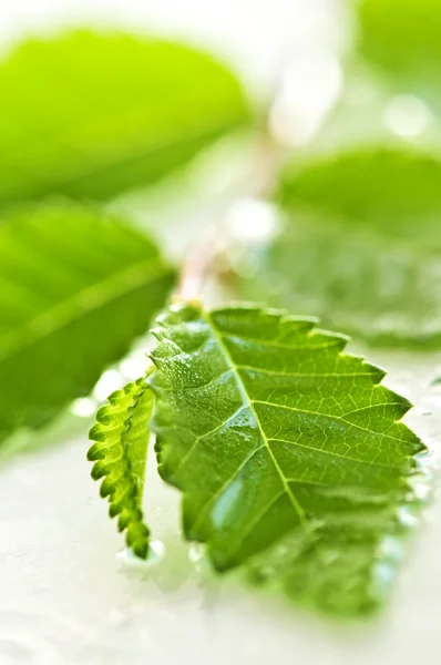 Wet Tree Branch Green Leaves Close — Stock Photo, Image