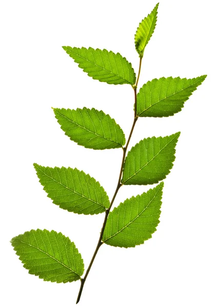 Beyaz Arkaplanda Yeşil Yapraklı Ağaç Dalı — Stok fotoğraf