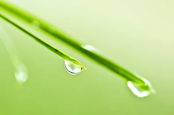 Lâminas de grama verde com gotas de água — Fotografia de Stock