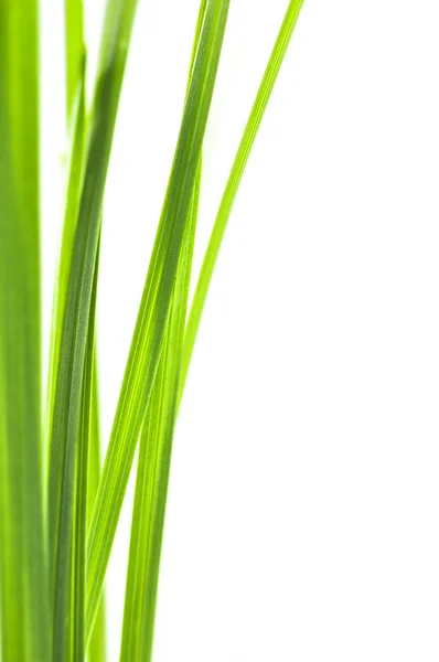 Groene grassprieten — Stockfoto