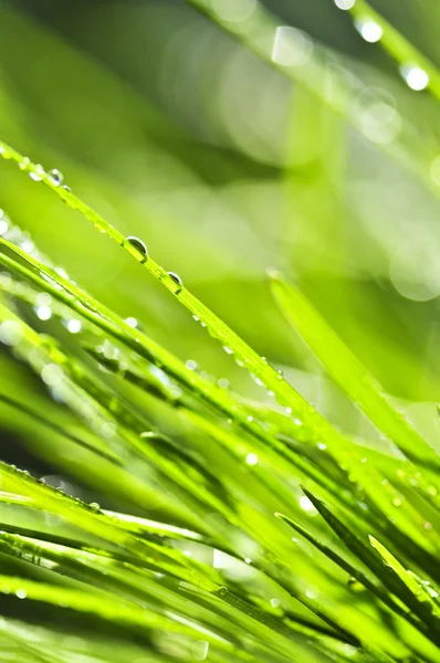 Natuurlijke Achtergrond Van Dewy Groene Gras Messen Close — Stockfoto
