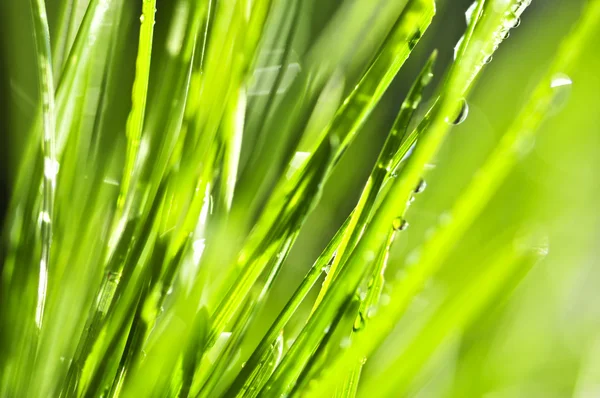 Fondo de hierba verde — Foto de Stock