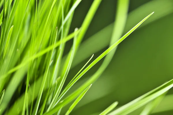 Naturlig Bakgrund Grönt Gräs Blad Nära Håll — Stockfoto