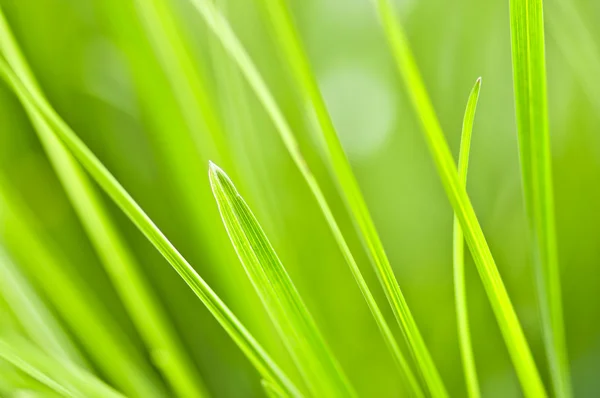 緑の草の刃の自然な背景をクローズ アップ — ストック写真