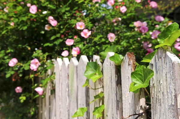 Gartenzaun mit Rosen — Stockfoto