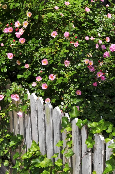 Zahradní Plot Kvetoucími Růžemi Břečťanem — Stock fotografie