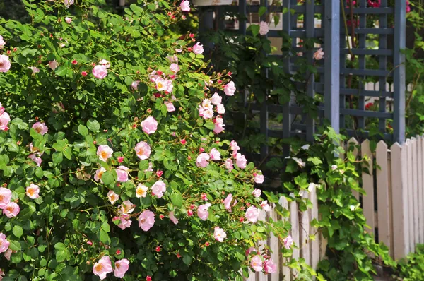 与玫瑰花园的栅栏 — 图库照片