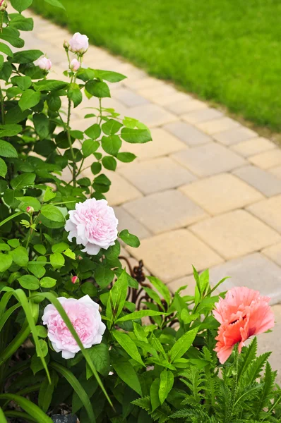 Path in blooming garden — Stock Photo, Image