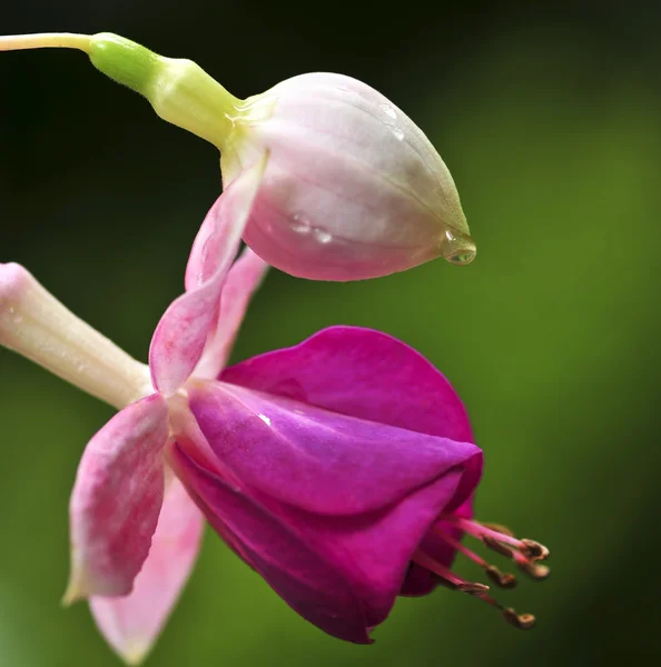 フクシアの花と雨の雫で芽のマクロ — ストック写真
