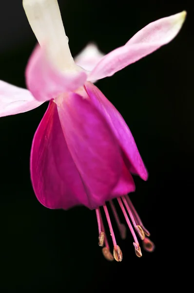 Цветок Фуксии — стоковое фото