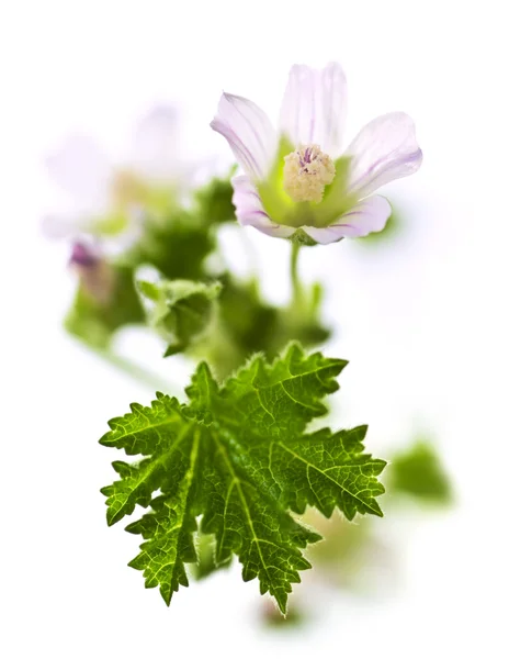 Blume Malva Neglecta Auch Käse Genannt Makro Auf Weißem Hintergrund — Stockfoto