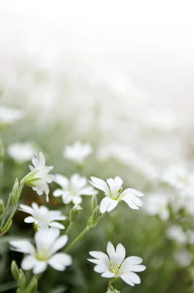 Virágos Háttér Cerastium Nyári Virágok Közel — Stock Fotó