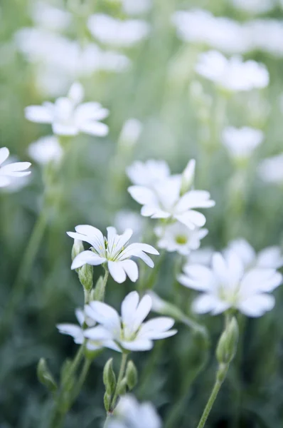 Floral Φόντο Της Cerastium Χιόνι Καλοκαίρι Λουλούδια Κοντά — Φωτογραφία Αρχείου