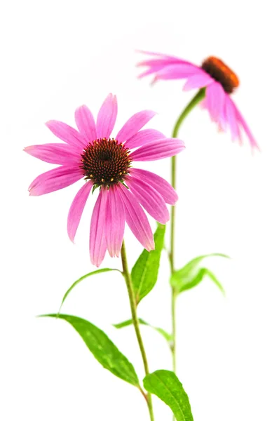 Erva Medicinal Flor Echinacea Purpurea Coneflower Isolado Sobre Fundo Branco — Fotografia de Stock
