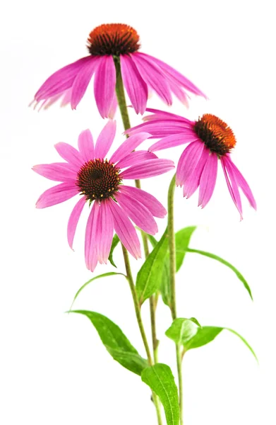 Blühende Heilpflanze Echinacea Purpurea Oder Sonnenhut Isoliert Auf Weißem Hintergrund — Stockfoto