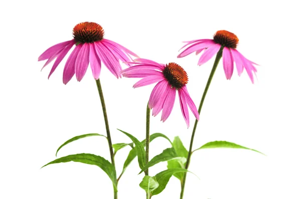 Echinacea purpurea plant — Stock Photo, Image