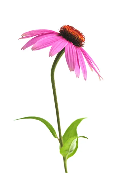 Fioritura Erba Medicinale Echinacea Purpurea Coneflower Isolato Sfondo Bianco — Foto Stock