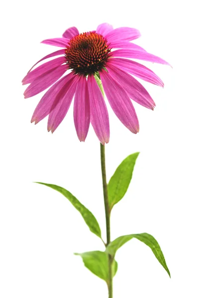 Echinacea purpurea planta — Fotografia de Stock
