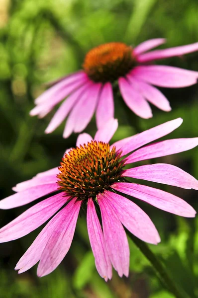 盛开的药草紫锥菊或菊花 — 图库照片
