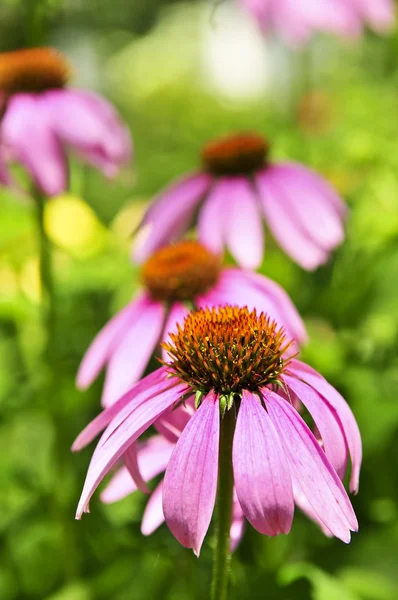 紫锥菊植物 — 图库照片