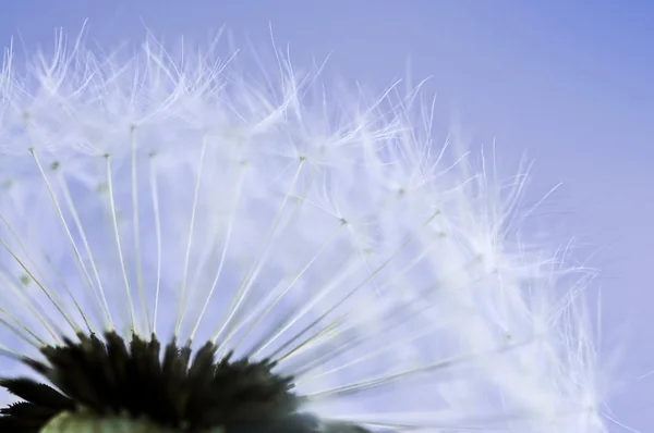 青い空を背景にタンポポの種のマクロ — ストック写真