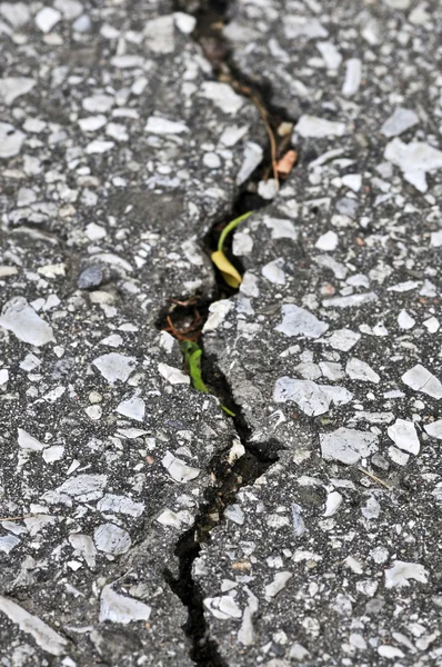 Crack dans l'asphalte — Photo
