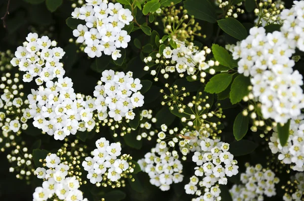 Flores de arbusto de grinalda nupcial — Fotografia de Stock