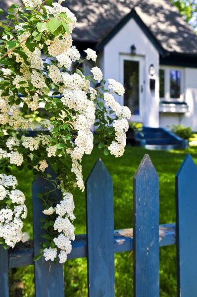 Blue fence with white flowers — Stock Photo, Image