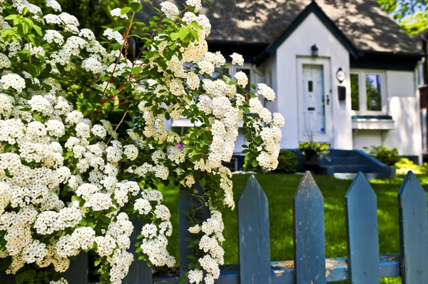 Blauwe hek met witte bloemen — Stockfoto