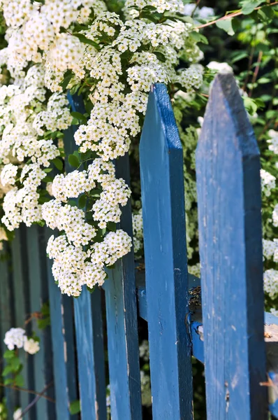 stock image Blue picket fence with flowering bridal wreath shrub