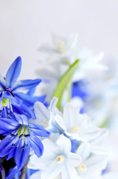 Floraler Hintergrund Der Ersten Frühlingsblumen Aus Nächster Nähe lizenzfreie Stockbilder