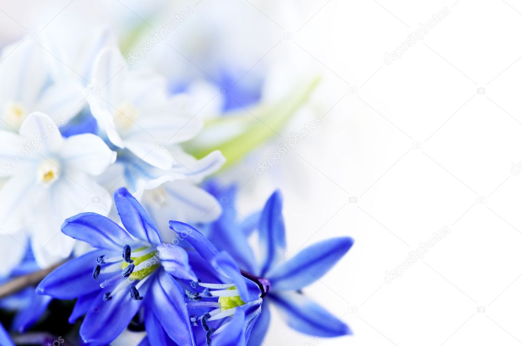 любовь креативное синие цветы скачать