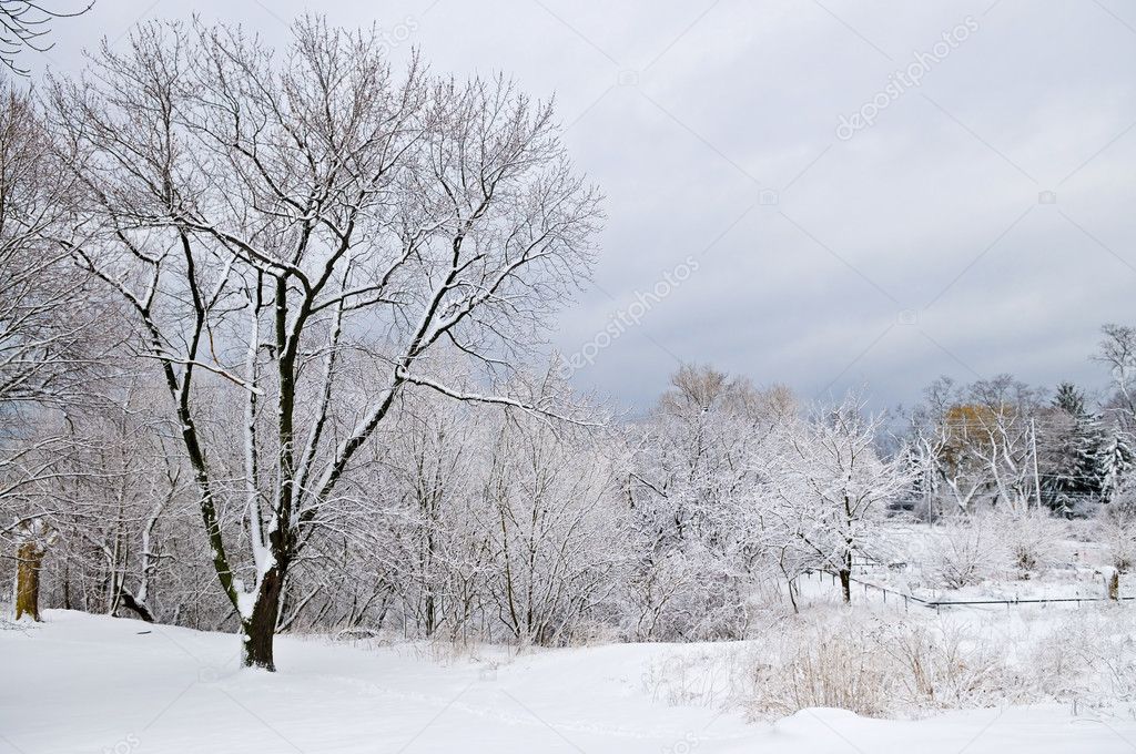 Winter landscape with snow covered trees and gray sky