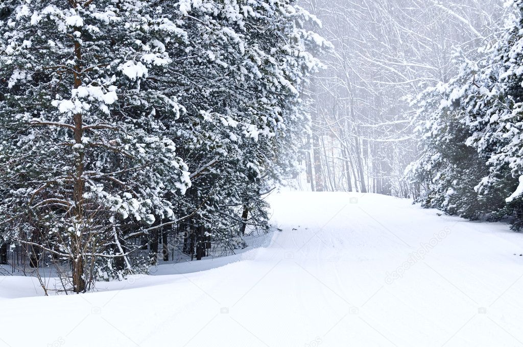 Winter landscape with snowy trees and snowmobile path