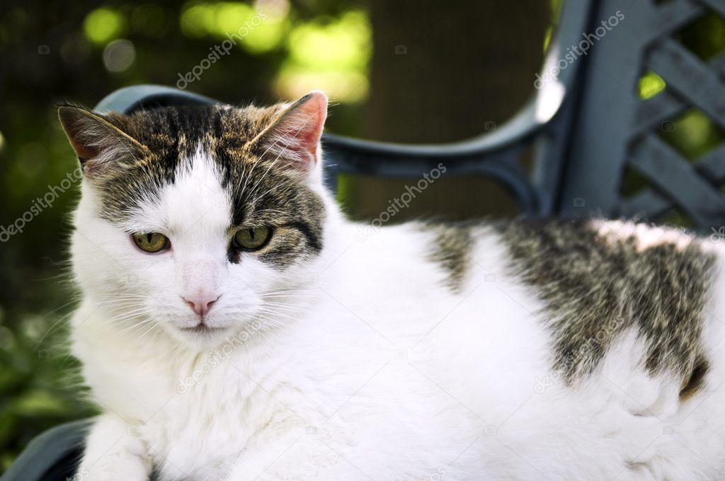 Cat sitting on a garden bench close up