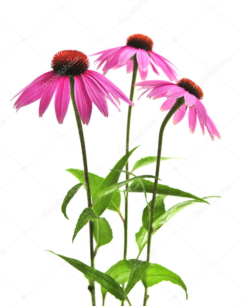 Blooming medicinal herb echinacea purpurea or coneflower isolated on white background