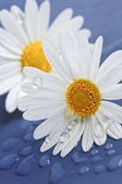 bílé květy sedmikráska zblízka kapkami vody
