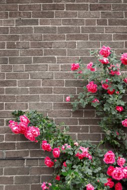 Roses on brick wall clipart