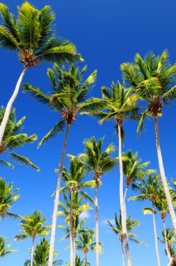 Palms on blue sky clipart