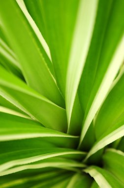 Closeup on green leaves of tropical plant clipart